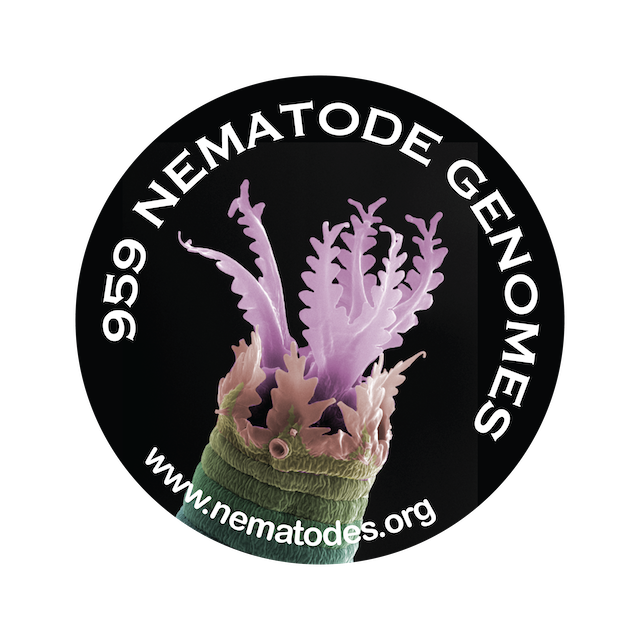 nematodes nematodes